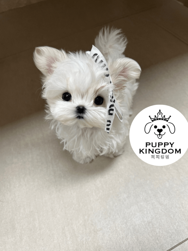 ELLA(엘라) maltese