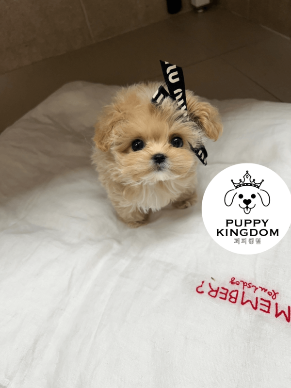 NIA(니아) micromaltipoo - Image 5